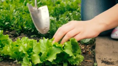 Closeup Bahçe ve taze yeşil salata dikkat çekici çalışan genç kadın 4k video