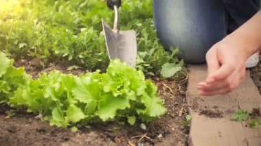 Parlak güneşli bir günde mala ile bahçede çalışan genç kadın Slow motion video