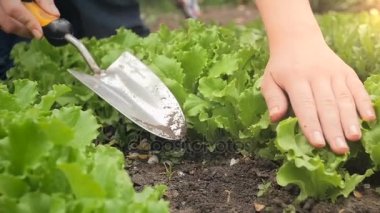 Ağır çekim portre video bahçede çalışan ve yeşil salata büyüyen genç kadın