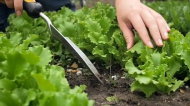 Bahçede çalışan mala tutan eller closeup ağır çekim video