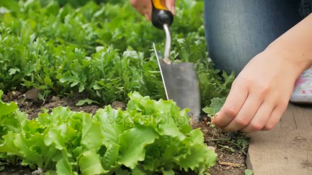 Primer plano 4k video de la mujer joven la eliminación de escombros y malezas de parche de jardín con paleta — Vídeos de Stock