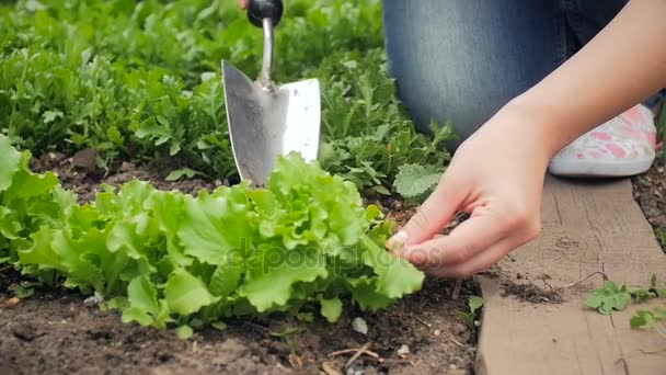 Closeup footage of young woman scarifying garden bed with growing green lettuce — Stock Video