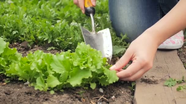 Slow motion video of farmer taking care of fresh growing lettuce at garden — Stock Video