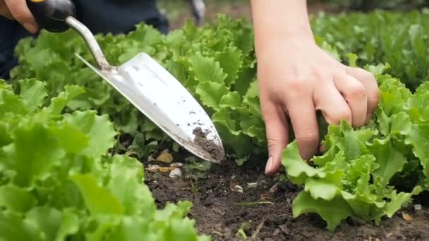 Slow-motion shot van vrouwelijke boer verwijderen van onkruid uit de tuin met groeiende frisse salade — Stockvideo