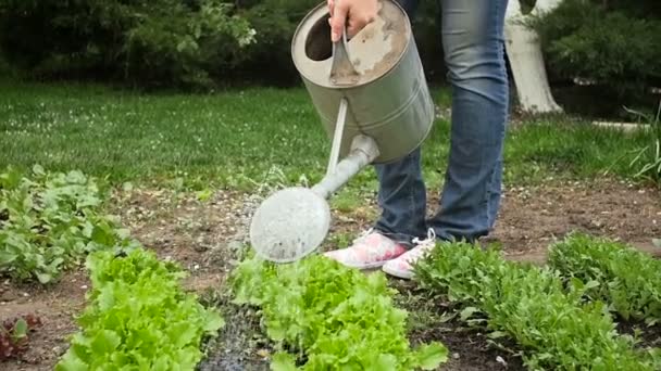 Zeitlupenvideo einer Frau, die im Garten arbeitet und Pflanzen gießt — Stockvideo