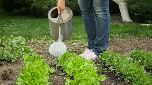 Slow motion video of young female farmer watering garden from can — Stock Video