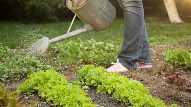 Vídeo em câmera lenta de uma jovem mulher regando o remendo do jardim com salada verde crescente — Vídeo de Stock