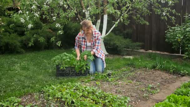 Imágenes de 4k de una hermosa joven trabajando en el jardín y plantando plántulas de tomate — Vídeo de stock