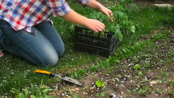 Nahaufnahme in Zeitlupe: junge Frau nimmt Tomatensetzlinge in Töpfe, um sie in die Erde zu pflanzen — Stockvideo