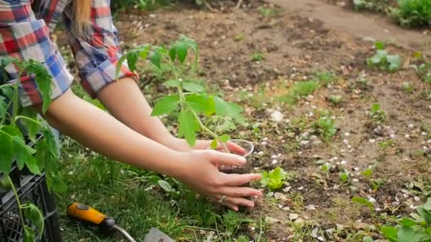 女性庭師の裏庭の庭でトマトの苗の世話のスローモーション映像 — ストック動画