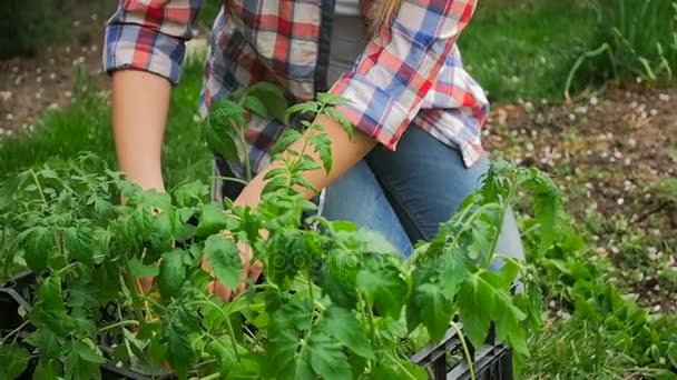 Primer plano en cámara lenta de la joven mujer plantando plántulas en el jardín del patio trasero — Vídeo de stock