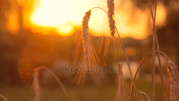 Siluetas de trigo maduro en el campo al atardecer — Vídeo de stock