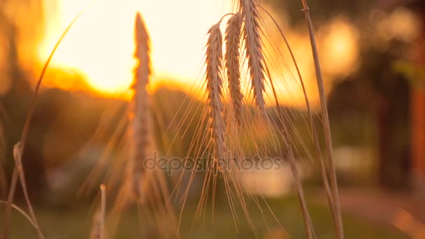 Vista de perto das orelhas de trigo maduras aos raios do pôr do sol — Vídeo de Stock