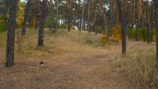 Steadicam schot van mooie herfst bos met pijnbomen — Stockvideo