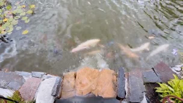 Lagoa bonita no parque com peixes koi natação e córrego fluindo — Vídeo de Stock