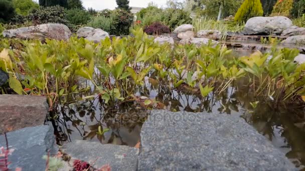 Hermoso estanque con flores y plantas en crecimiento en el jardín — Vídeos de Stock