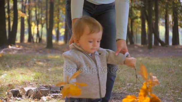 Closeup slow motion footage of cute baby boy holding leaves and walking at autumn park — Stock Video