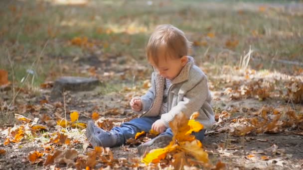 Förtjusande baby pojke sitter på hösten park och spela med blad — Stockvideo