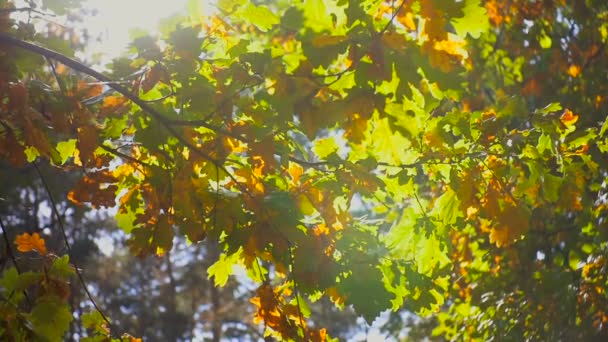 Повільні кадри руху яскравих сонячних променів, що сяють через вершини дерев в осінньому лісі — стокове відео