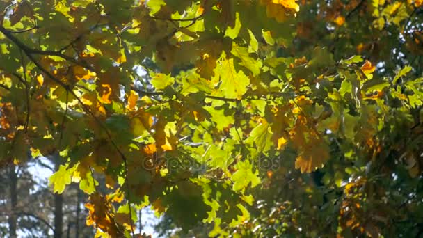 4 k πλάνα του ήλιου λάμπει μέσα από τα δρύινα φύλλα σε υποκατάστημα στο Φθινοπωρινό δάσος — Αρχείο Βίντεο