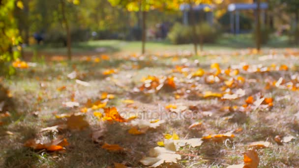 Schöne gelbe Ahornblätter, die bei strahlendem Sonnenschein auf den Boden unter dem Baum fallen — Stockvideo