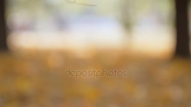Imagens de close-up em câmera lenta de folhas de bordo amarelas caindo da árvore — Vídeo de Stock