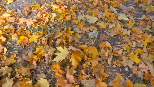 Zwolnionym tempie nagrania żółty jesienią liści na ziemi w parku — Wideo stockowe