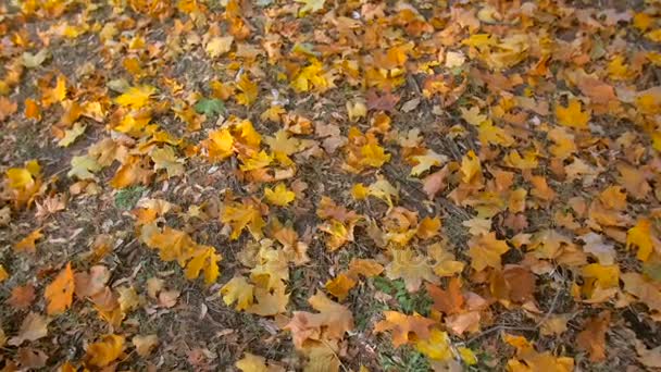 Filmati al rallentatore di terreno ricoperto da bellissime foglie autunnali — Video Stock