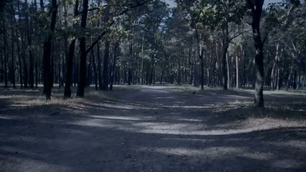 Стейдікам-відео прогулянки по стежці в жахливому темному лісі ввечері — стокове відео