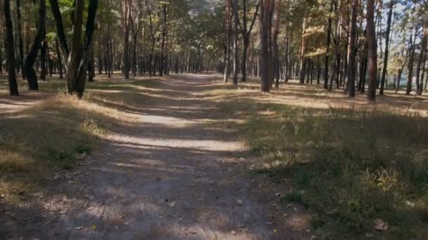POV filmagem de caminhada no caminho na floresta de outono — Vídeo de Stock