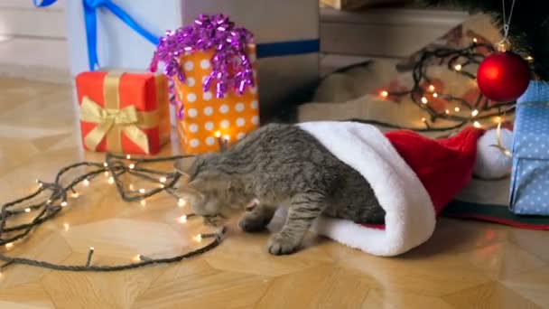 Cámara lenta de lindo gatito gris salir rojo Santa sombrero y caminar bajo árbol de Navidad — Vídeos de Stock