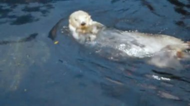 Polol Hayvanat Bahçesi'nde yüzme su samuru video