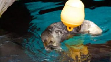 Hayvanat Bahçesi içinde besleyici yiyecek alarak su samuru görüntüleri