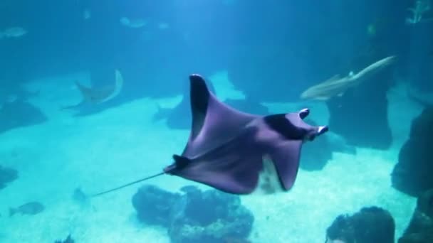 Beelden van stingray zwemmen in grote aquarium. Onderwater schieten — Stockvideo