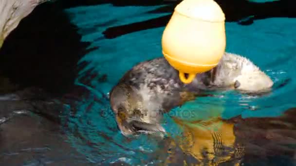 Images de loutres prenant de la nourriture du mangeoire dans le zoo — Video
