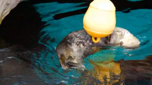 Filmación de nutria tomando comida del comedero del zoológico — Vídeos de Stock