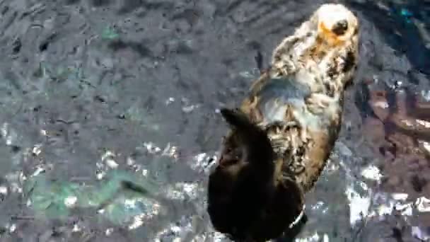 Filmagem da lontra nadando de volta na água no zoológico — Vídeo de Stock