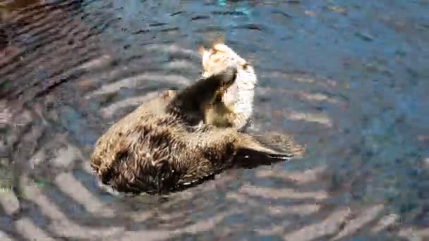 Video f hermosa nutria nadando en su espalda — Vídeos de Stock