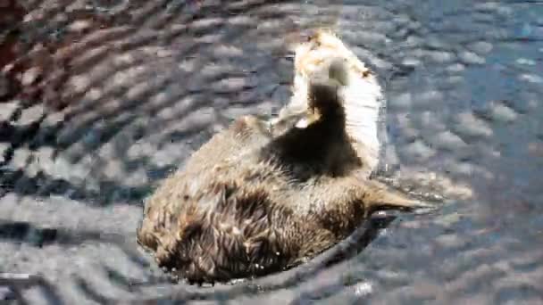 Filmaufnahmen von schönen Fischottern, die sich im Pool im Zoo entspannen — Stockvideo