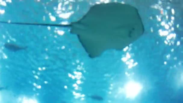 Bilder av stingrockor, hajar och fiskar simmar i stora akvarium på zoo — Stockvideo