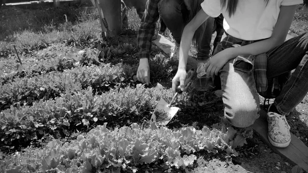 Foto en blanco y negro de la familia trabajando en el jardín con herramientas de jardinería —  Fotos de Stock