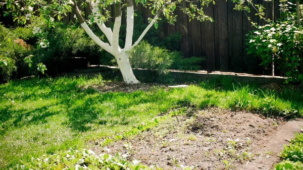 Imagem de belo jardim de quintal com solo fértil — Fotografia de Stock