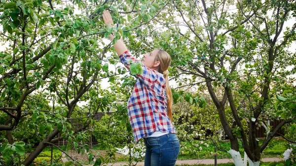 Hermosa joven que llega a la rama alta en el manzano en el huerto — Foto de Stock