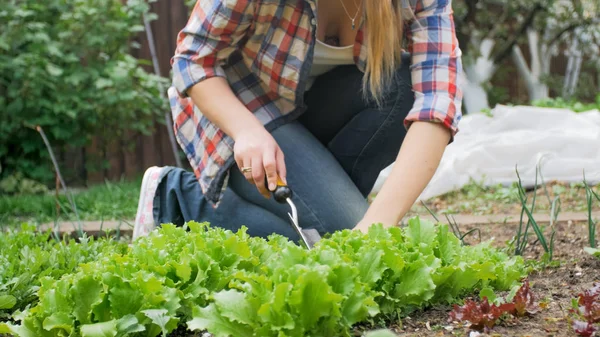 Closeup foto af ung kvinde plantning grøn salat i haven - Stock-foto