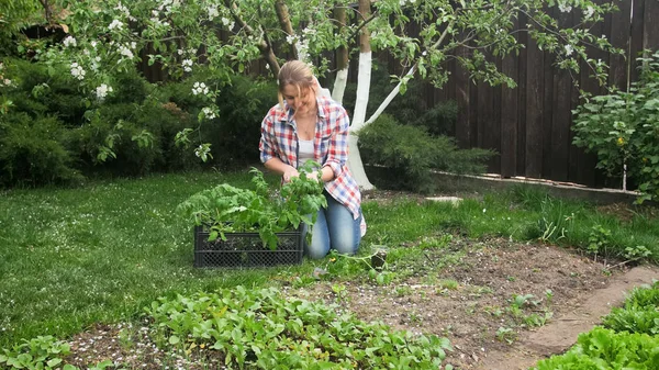 Young smiling woman sitting at garden bed and planting tomatos — Stock Photo, Image