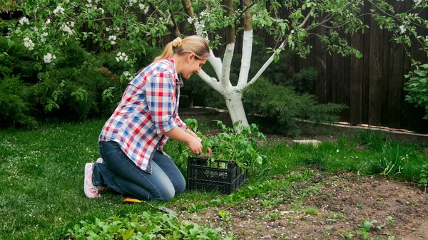 Heureuse femme souriante plantant des plants de tomate dans le jardin — Photo