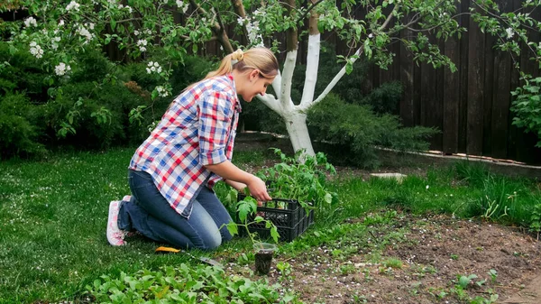 Wanita muda mengambil bibit tomat dari peti di taman — Stok Foto