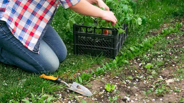 Foto de primer plano de una mujer joven sacando plántulas de tomate de la caja en el jardín —  Fotos de Stock