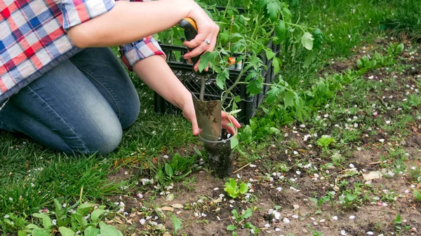 Foto primo piano di giovane giardiniere femminile piantare piantine di pomodoro — Foto Stock