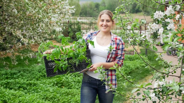 Happy smiling woman walking with crate with seedlings at garden — Stock Photo, Image